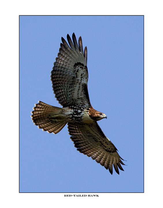 _0SB8038 red-tailed hawk a85x11.jpg - 8038 Red-tailed Hawk